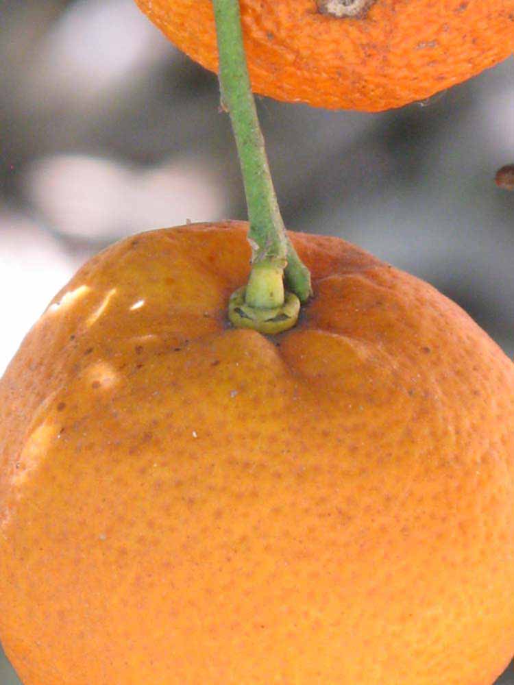            Fruit (Riverside, CA)   